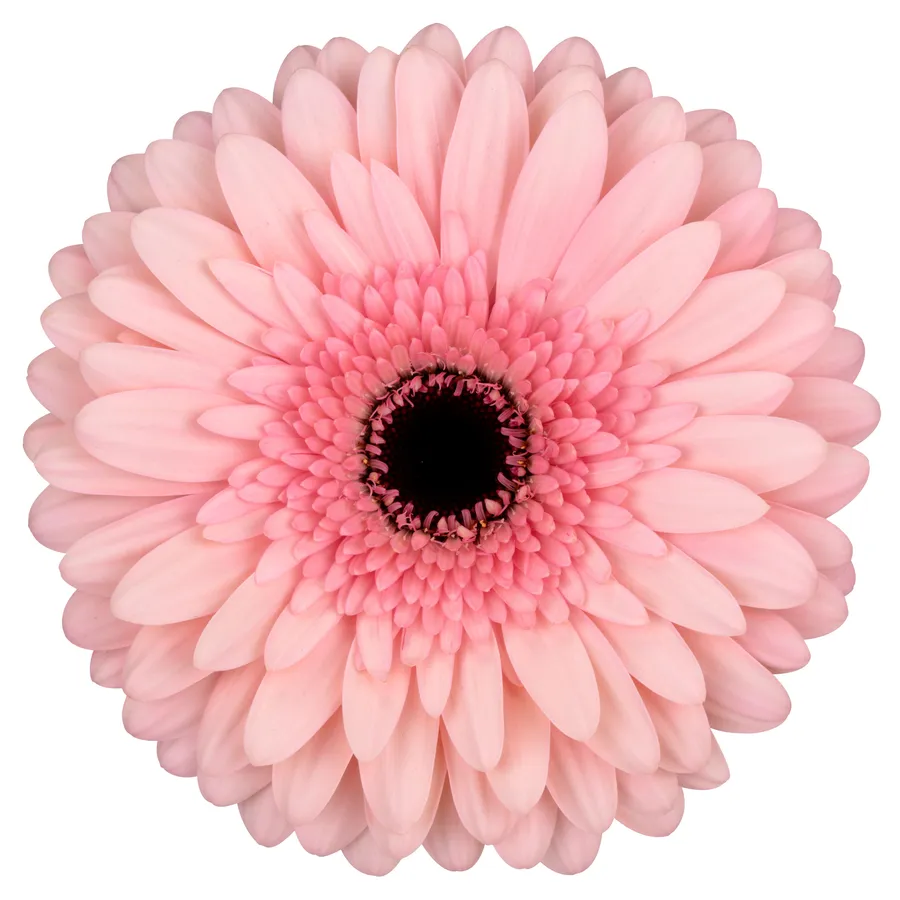 Estrella — Pink