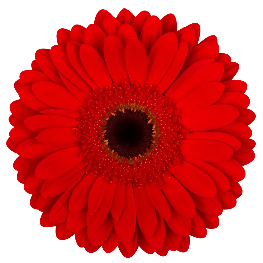 Fireheart — Red