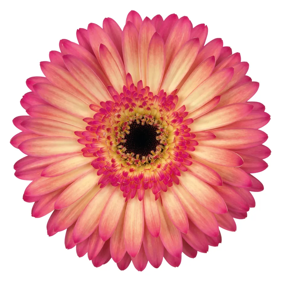 Hippie Chic — Pink