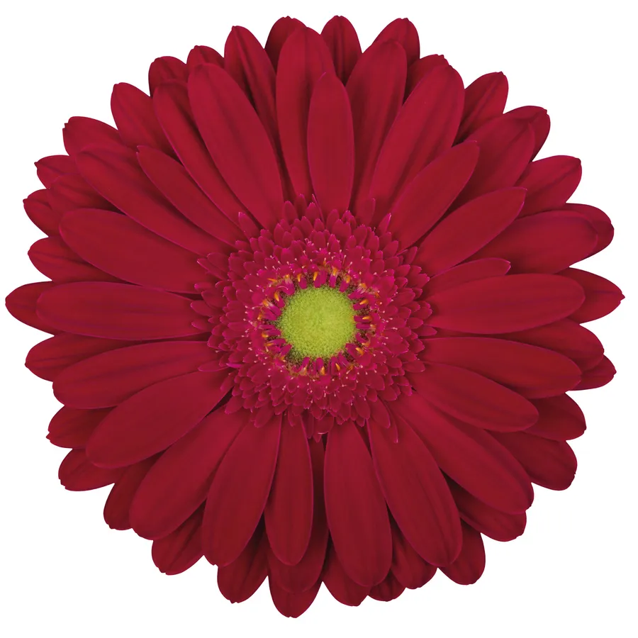 Inca — Red
