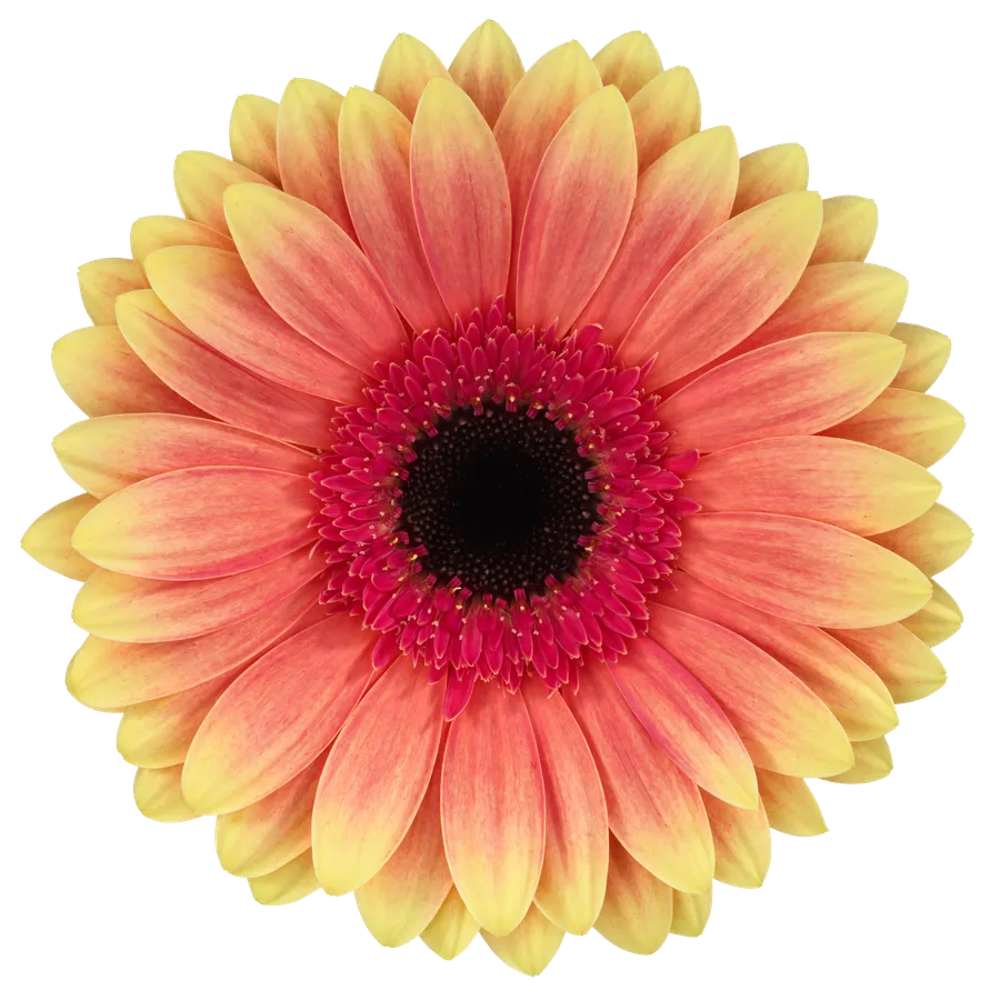 Julia — Pink