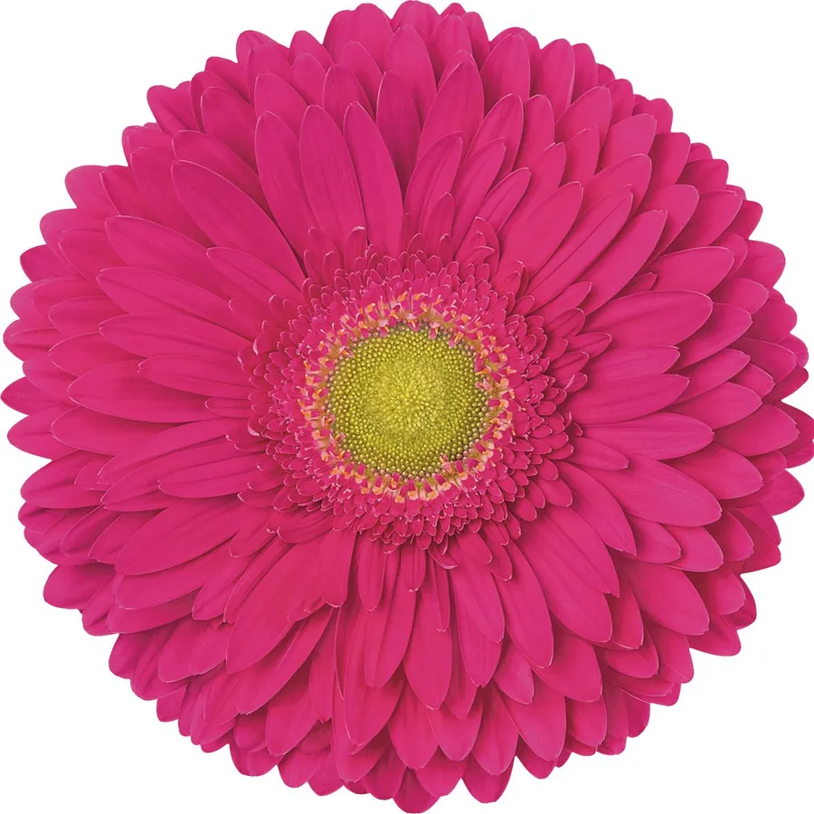 Kensi — Hot pink