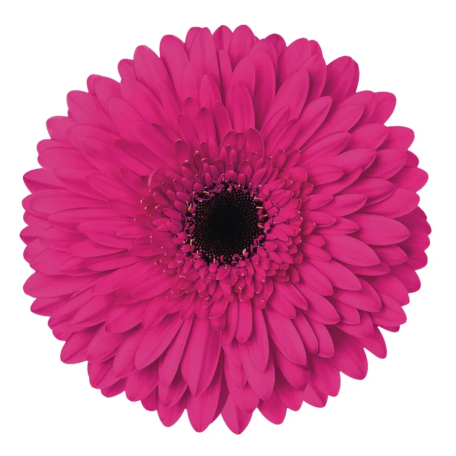 Madeira — Hot pink