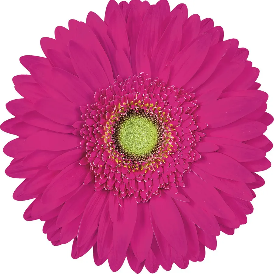 Marimba — Hot pink