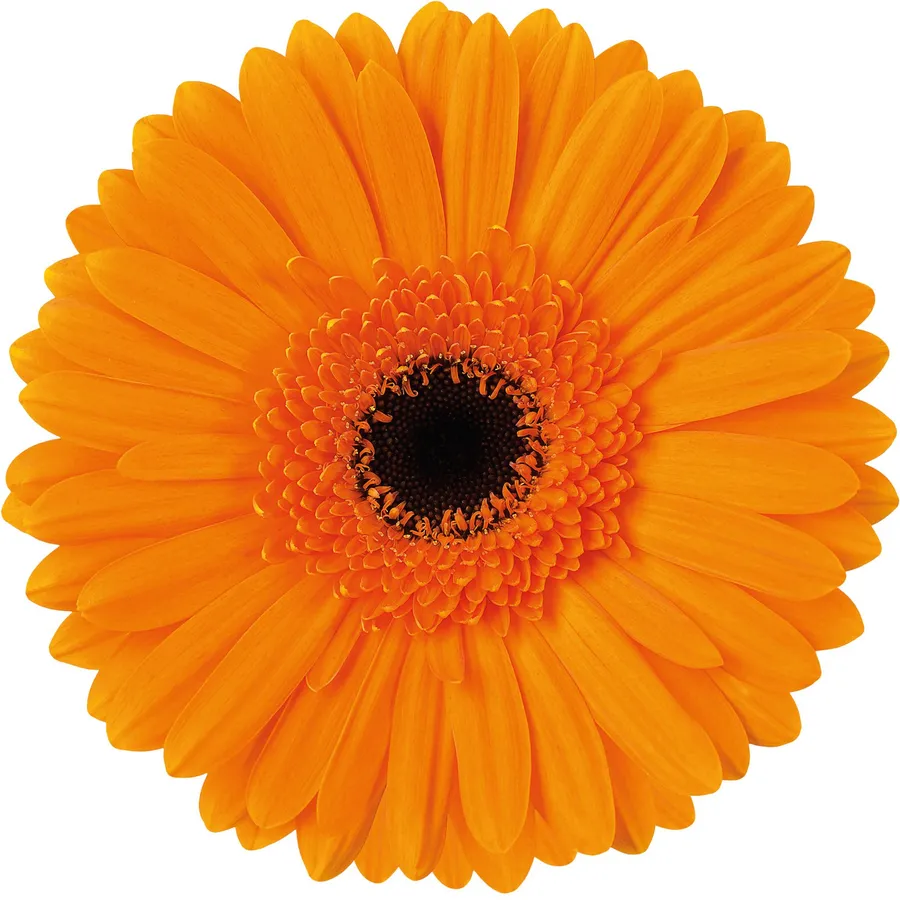 Mette — Orange