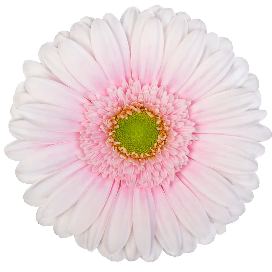 Michelle — Light pink