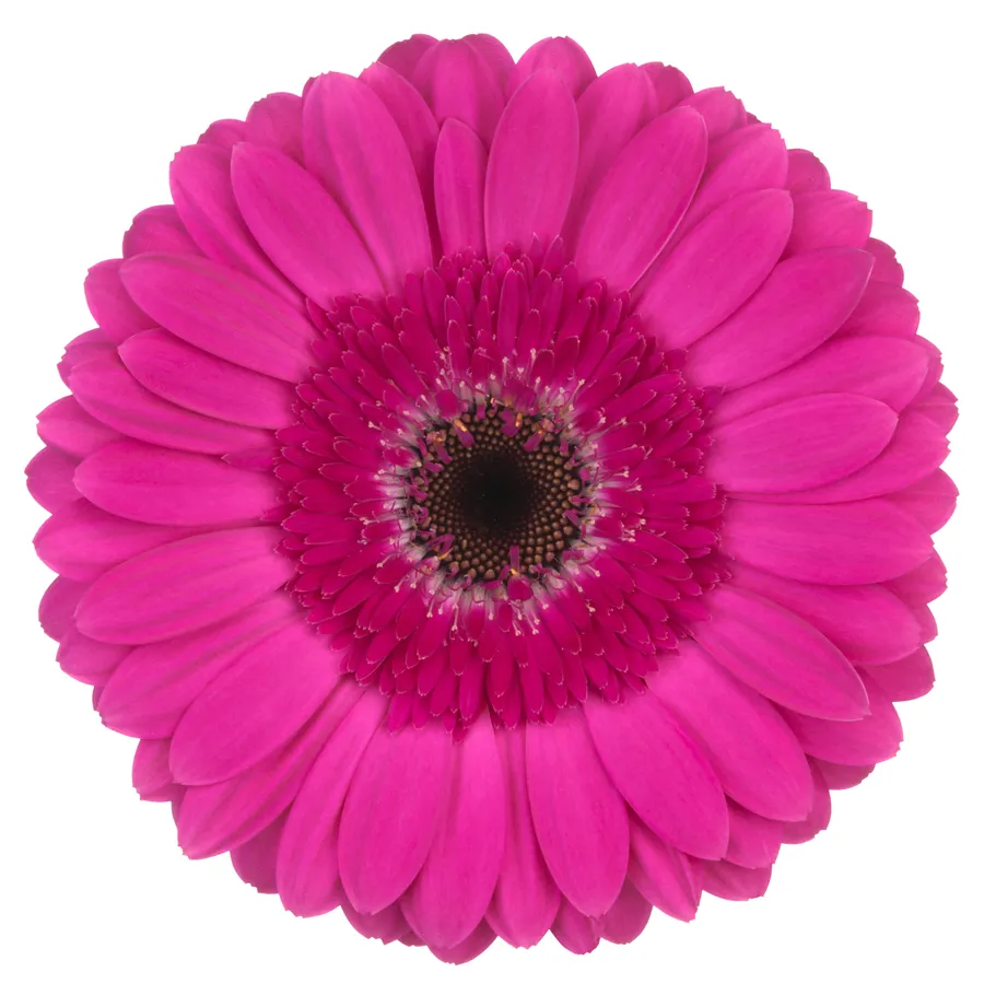 Montella — Hot pink