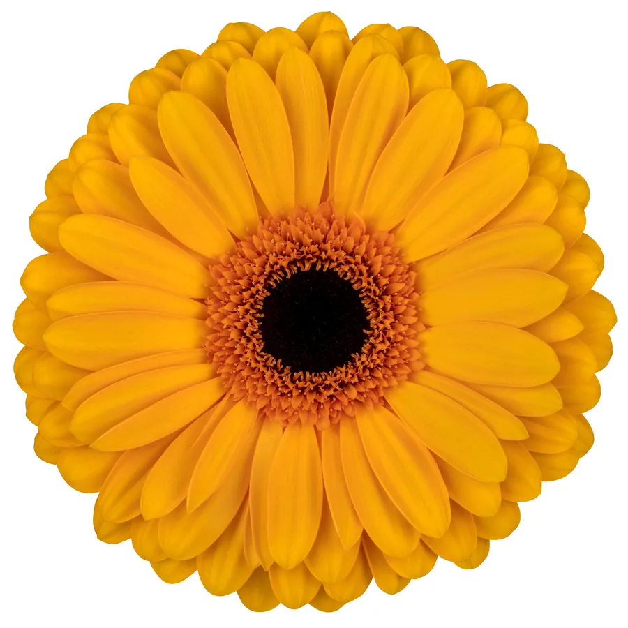 Oaklyn Zuidplas — Orange