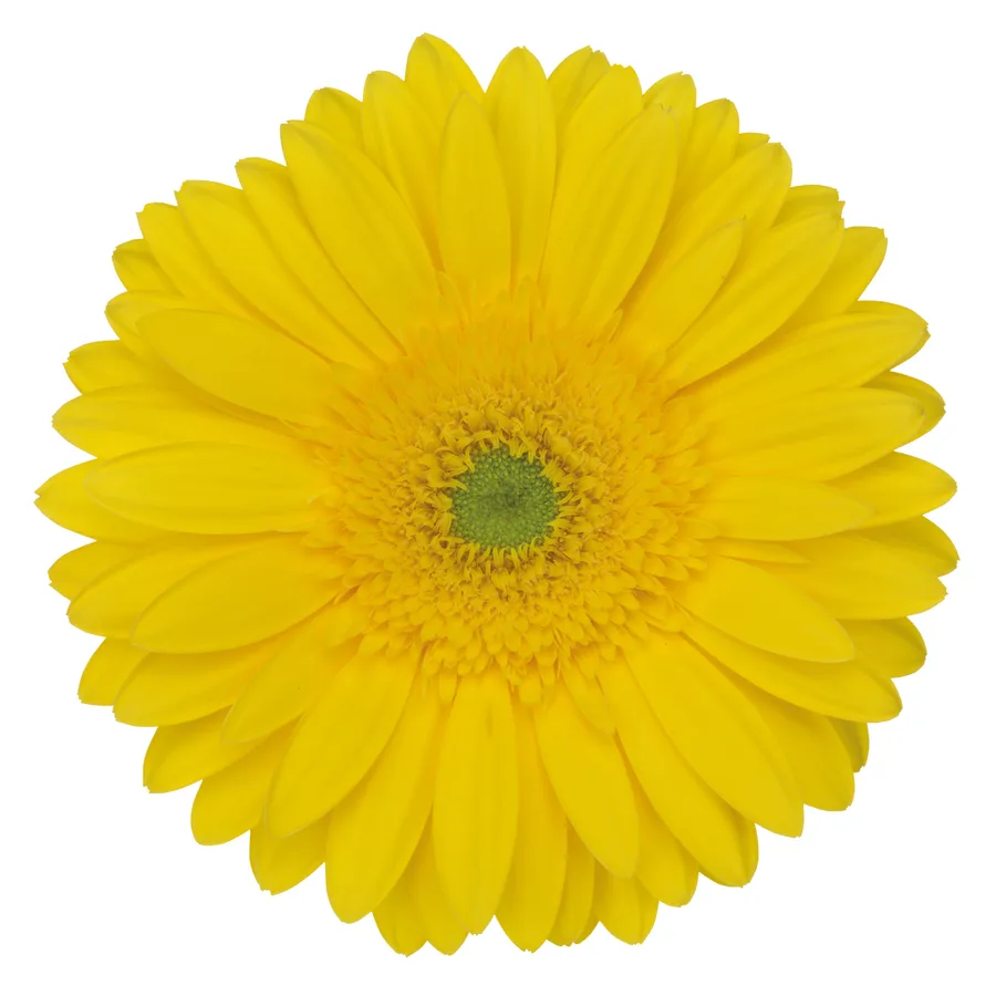 Palm Beach — Golden yellow