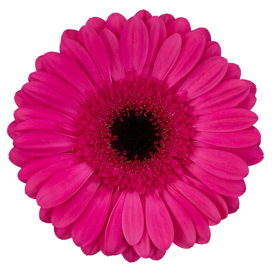 Palmares — Hot pink