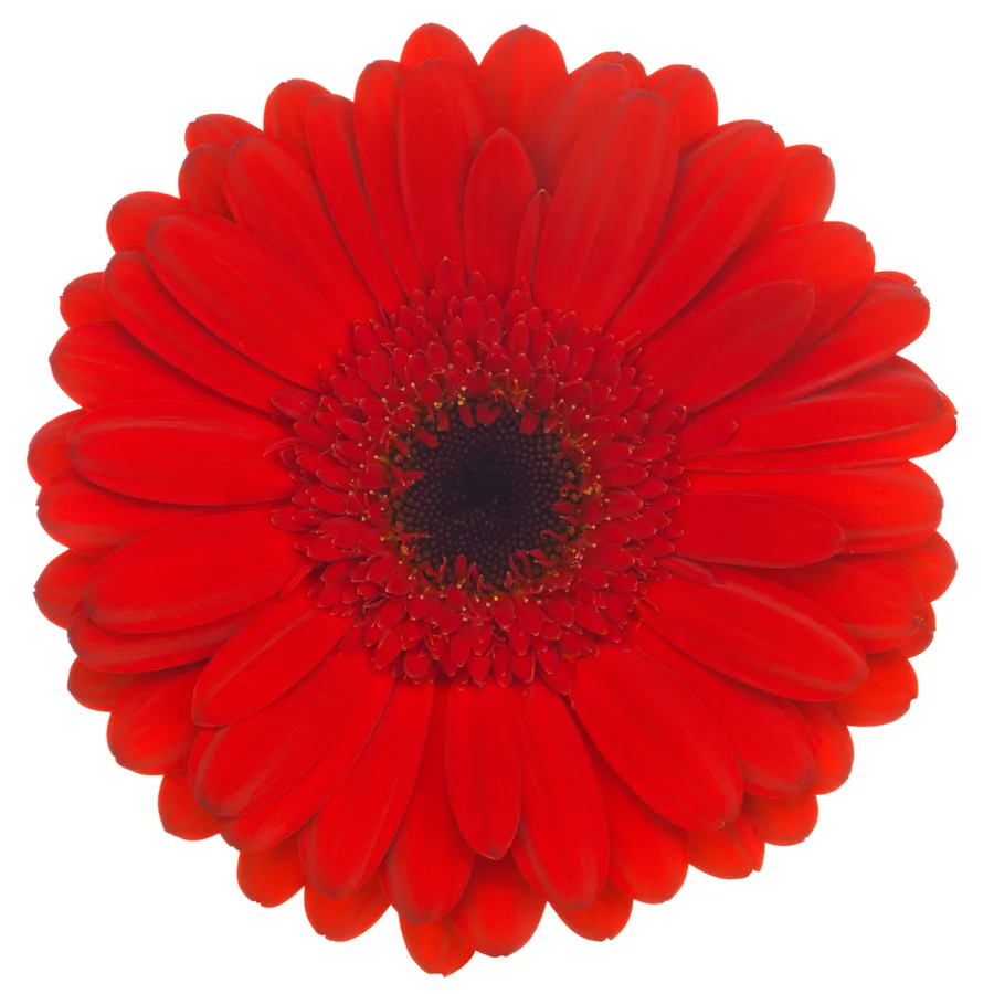 Pandora — Red