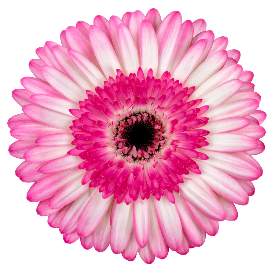 Panna Cotta — Hot pink