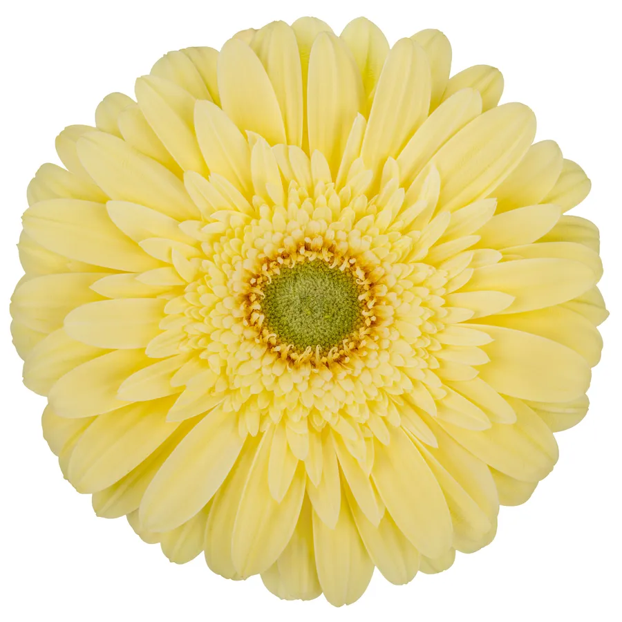 Passito — Yellow