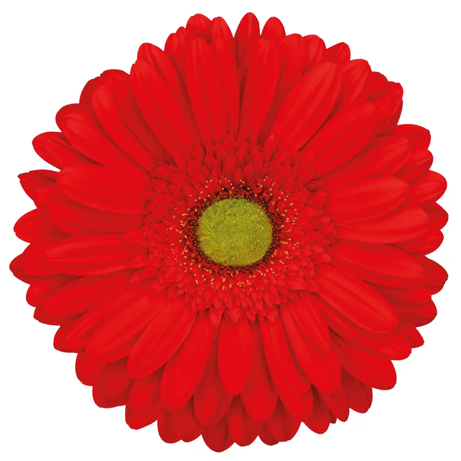 Podcast — Red