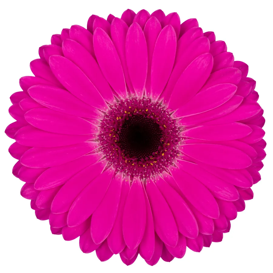 Purple Glow — Hot pink