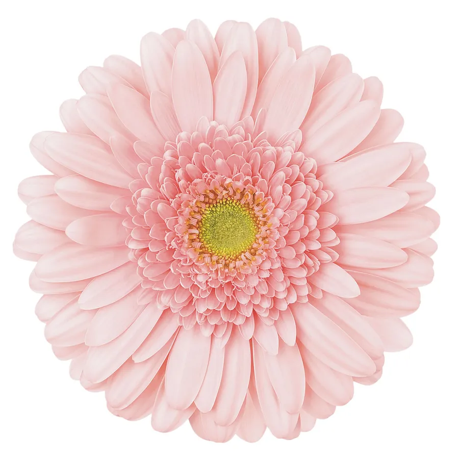 Ravita — Light pink
