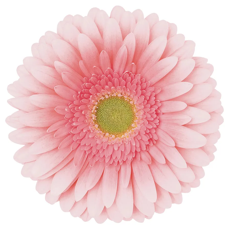 Romella — Light pink