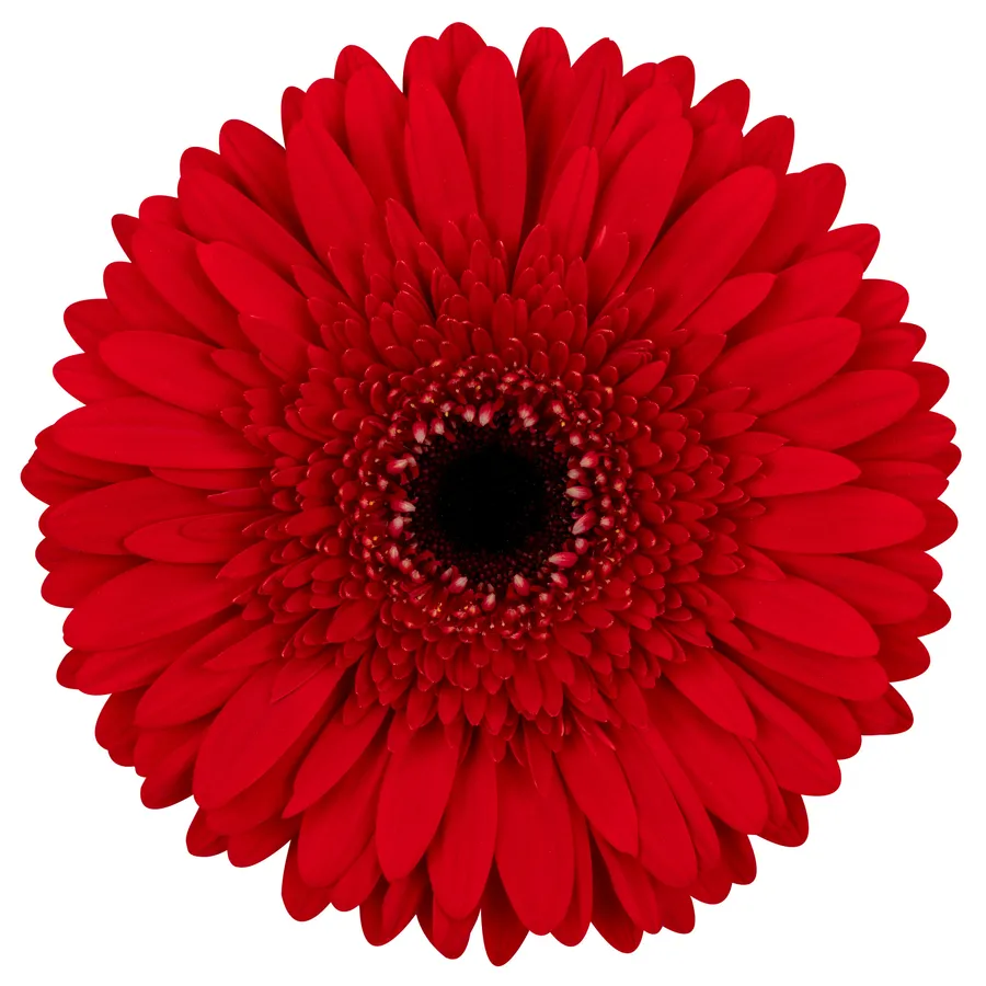 Roulette — Red