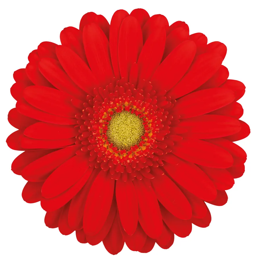 Rovinja — Red