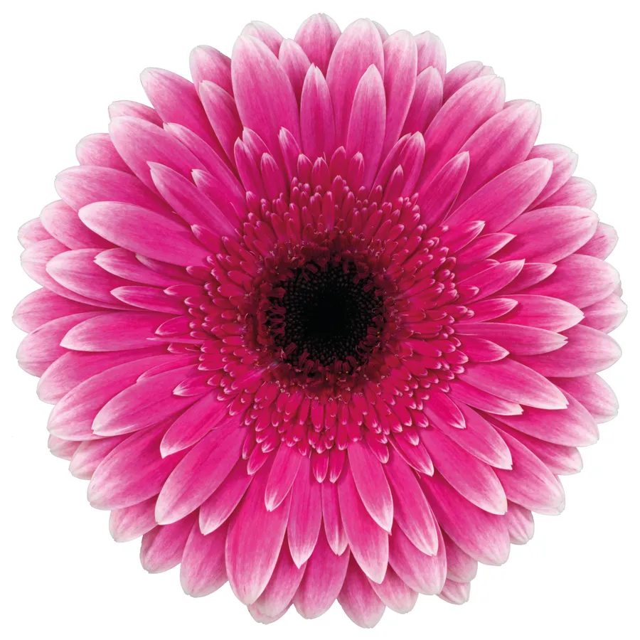 Spin-off — Hot pink