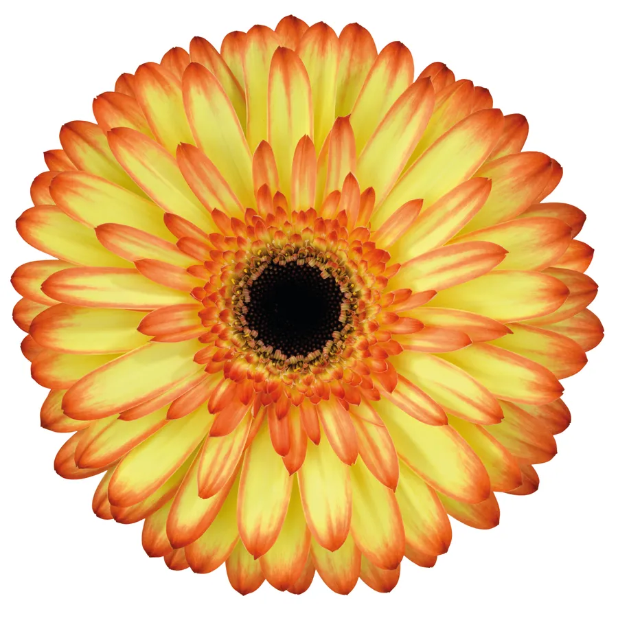 Sunnery — Yellow