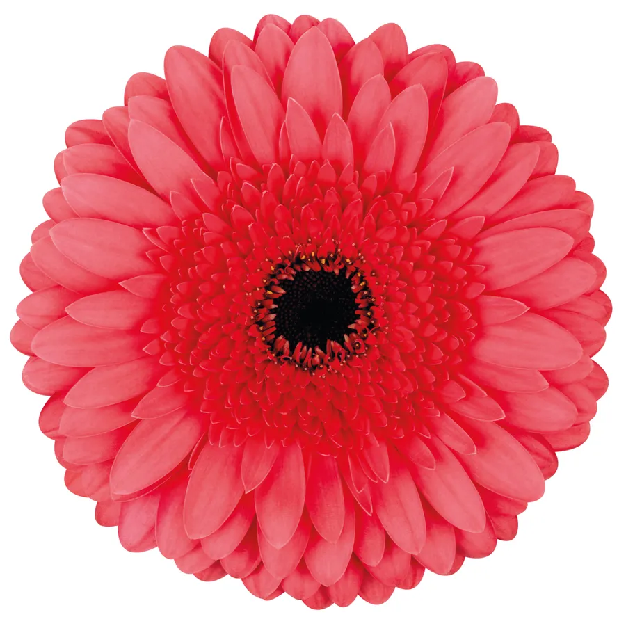 Supreme! — Pink