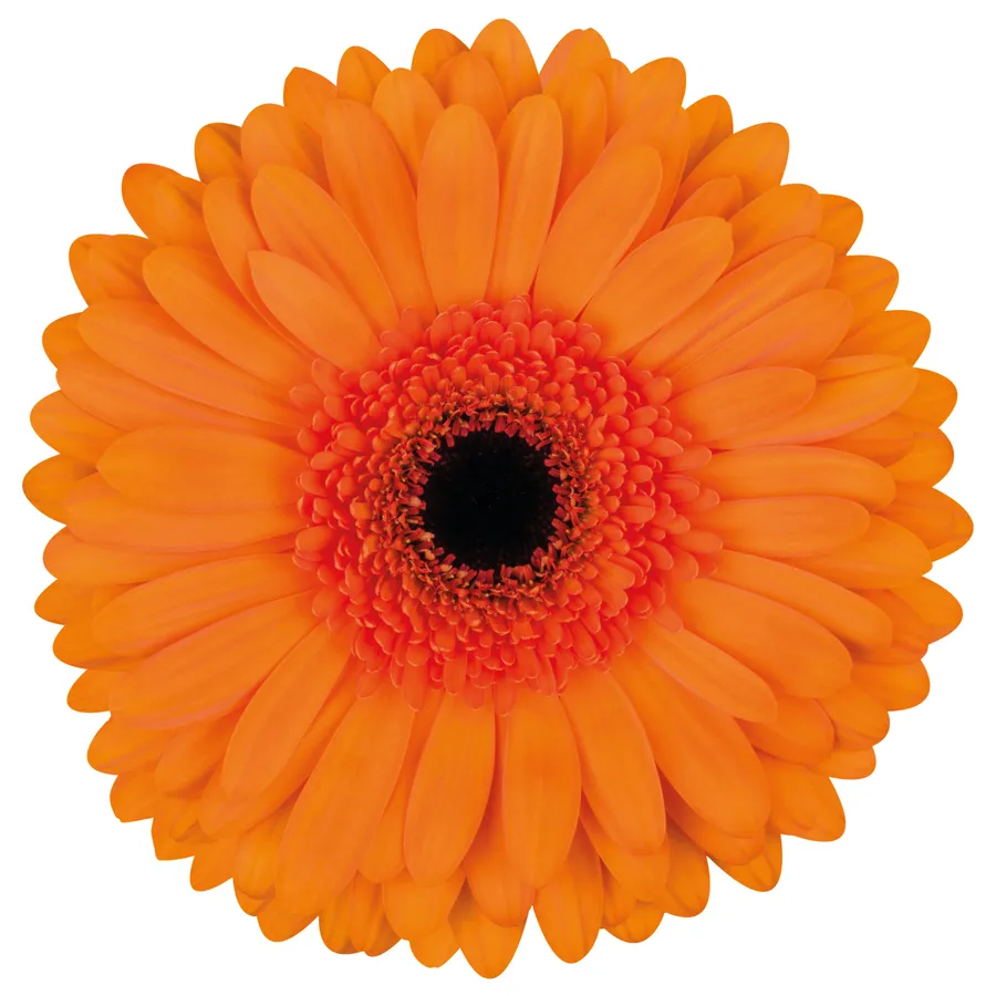 Tutti Frutti! — Orange