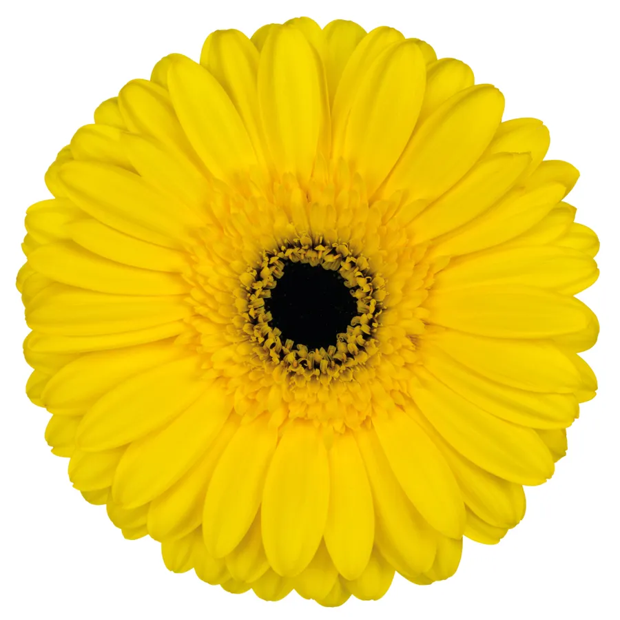 Westeros — Golden yellow