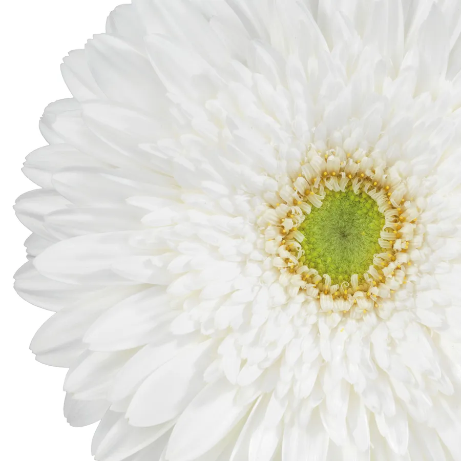 Xoch — White