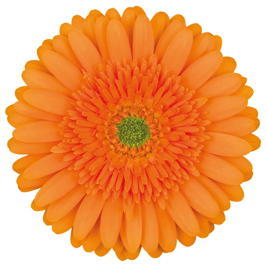 Zoey — Orange