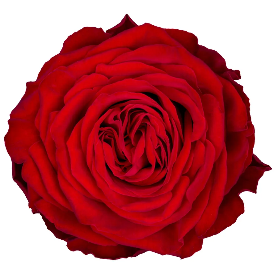 Anor! — Red