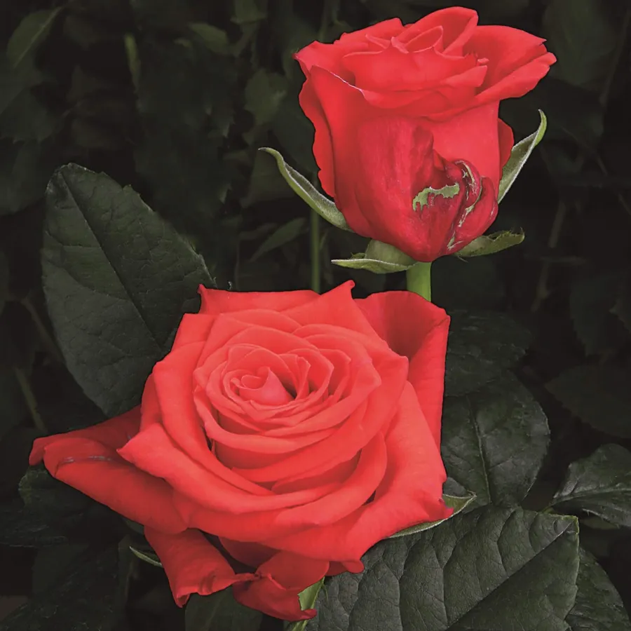 Ashram — Red