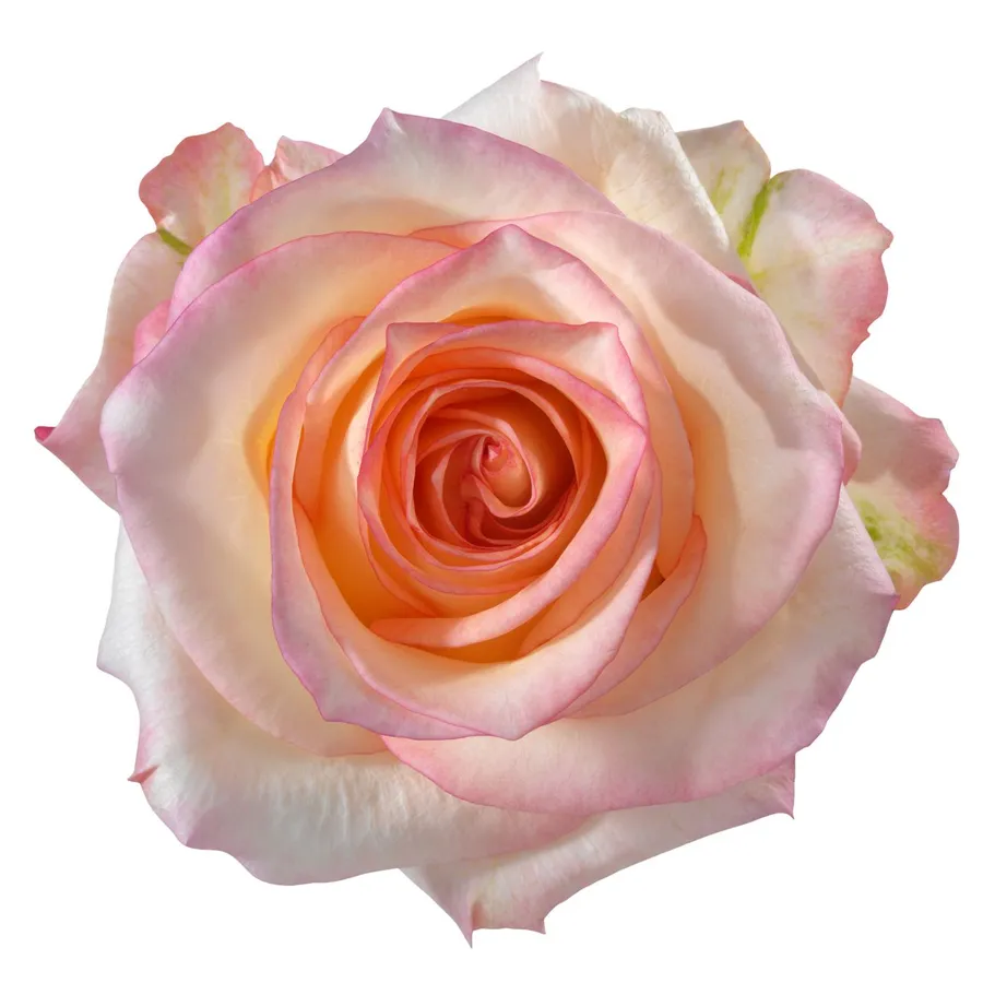Aziza! — Light pink