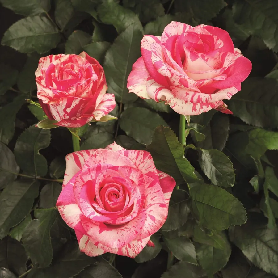 Baracuda — Pink
