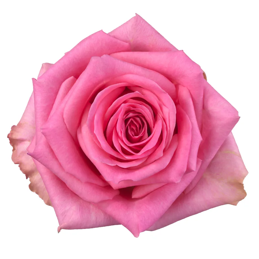Faela! — Hot pink