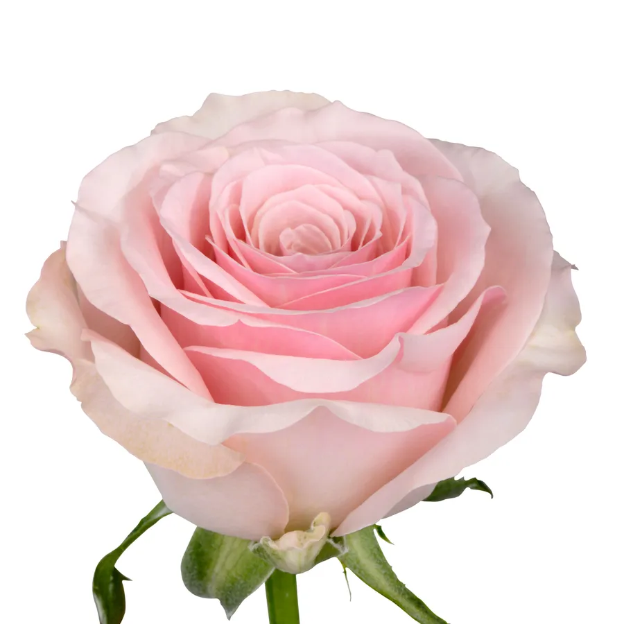 Gaia! — Light pink