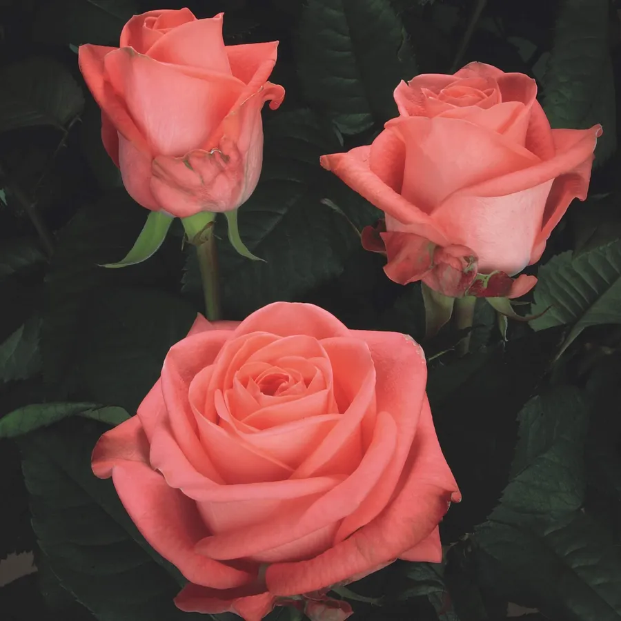 Gardenia — Pink