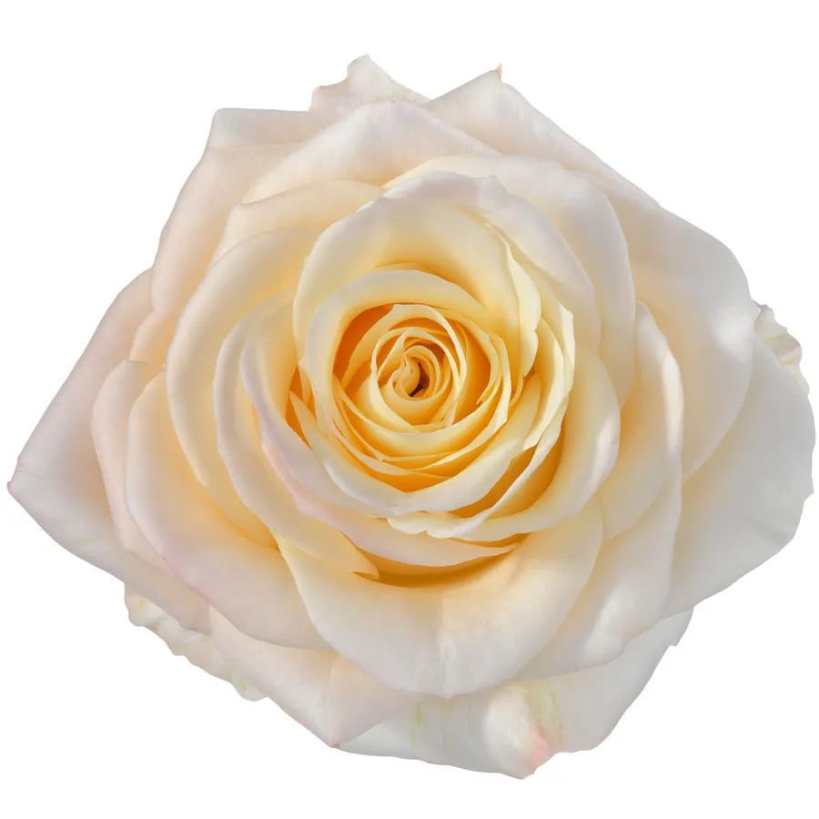 Hazel! — Peach