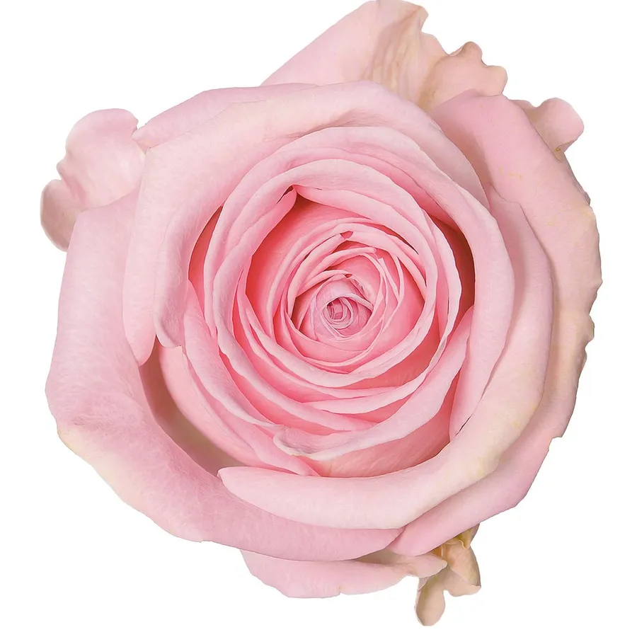 Heidi! — Light pink