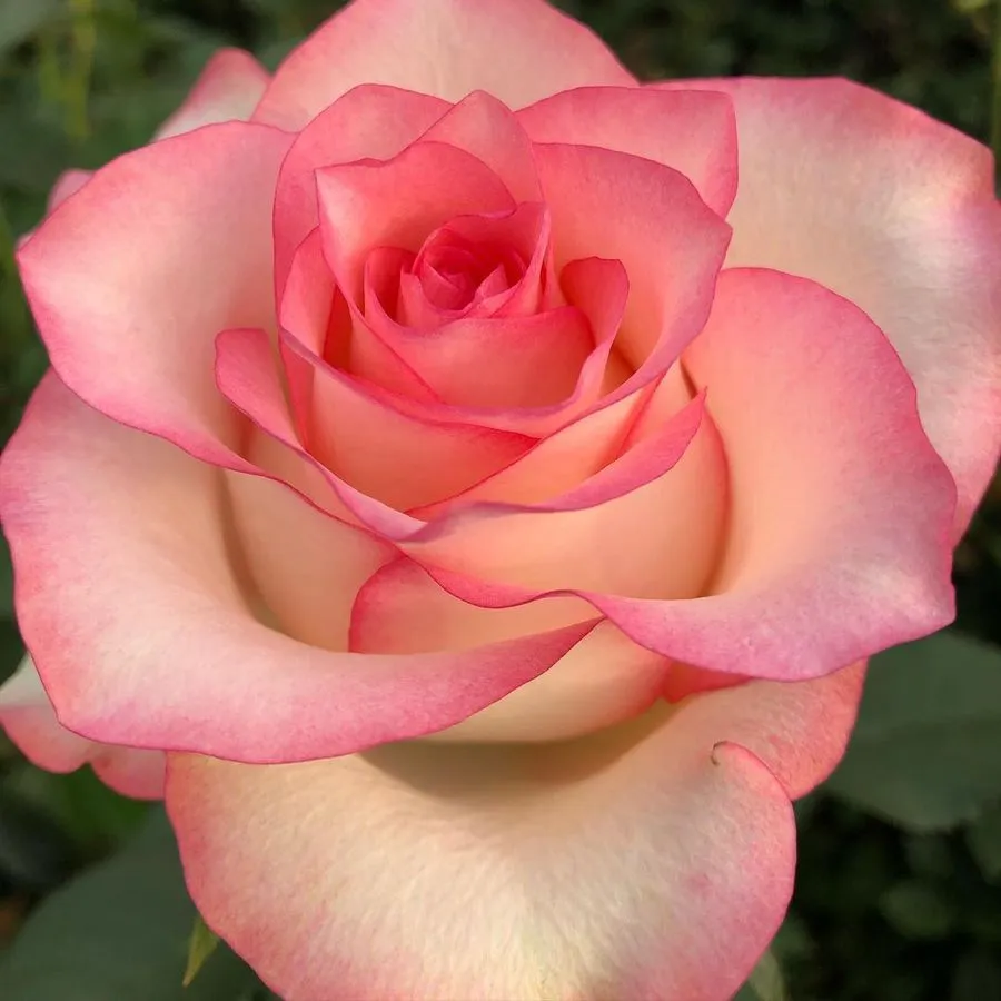 Jumilia — Pink
