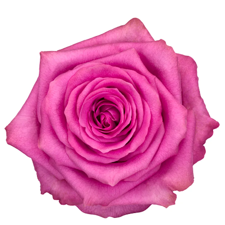 Kendall! — Hot pink