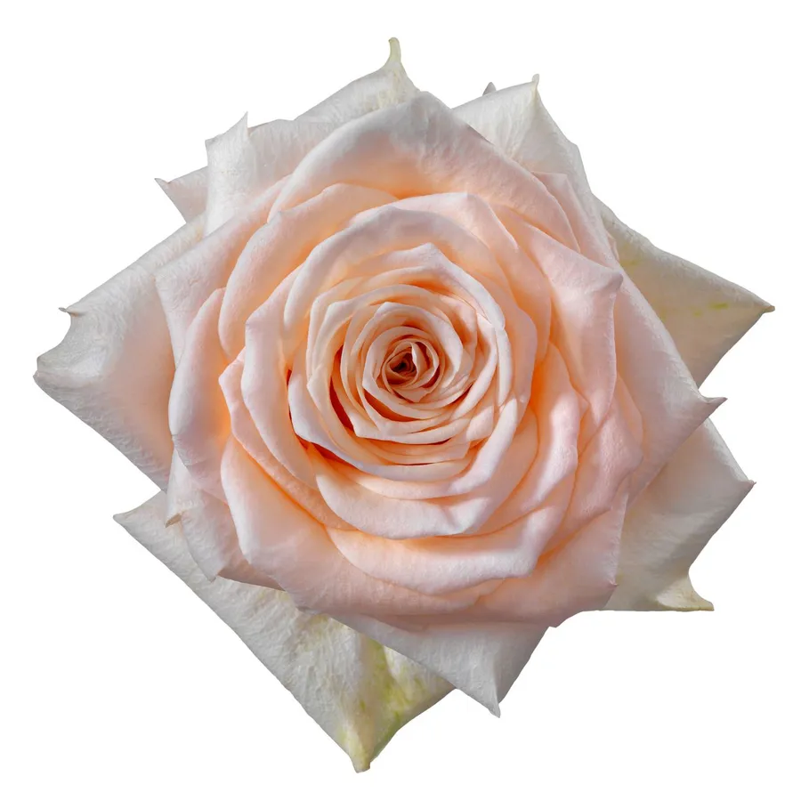 Kimberly — Light pink