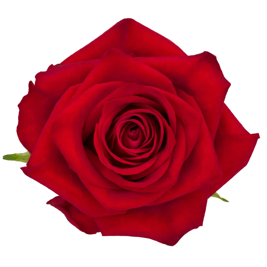 La Rossa! — Red