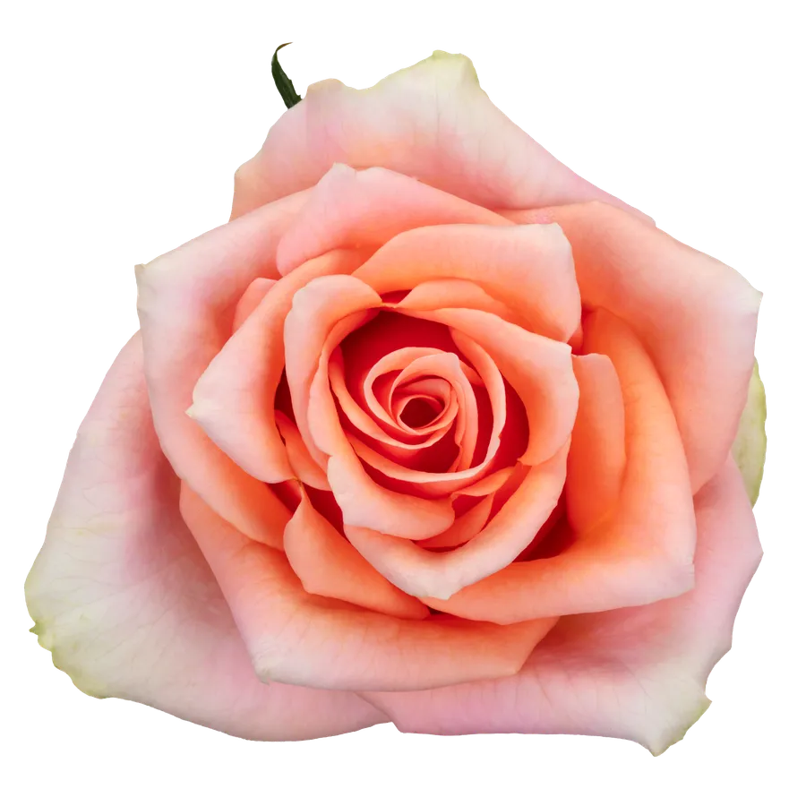 Lennox! — Pink