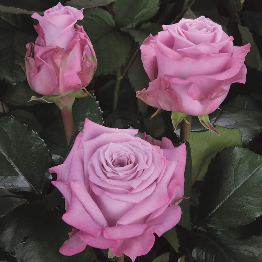 Martim — Pink