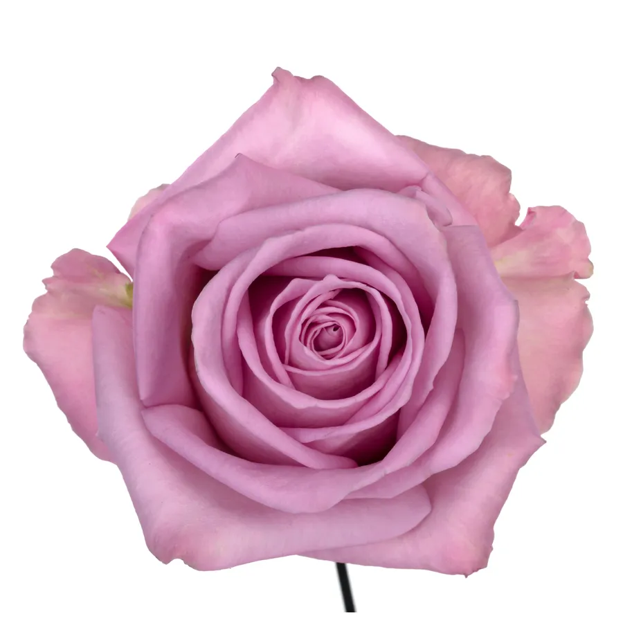 Nayeli! — Pink