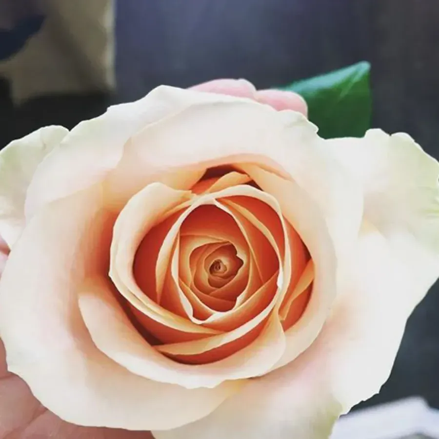 Nude Avalanche — Peach