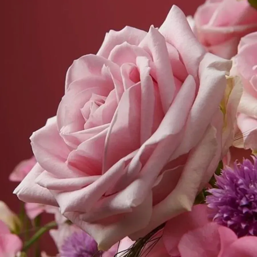 Pink Avalanche — Light pink