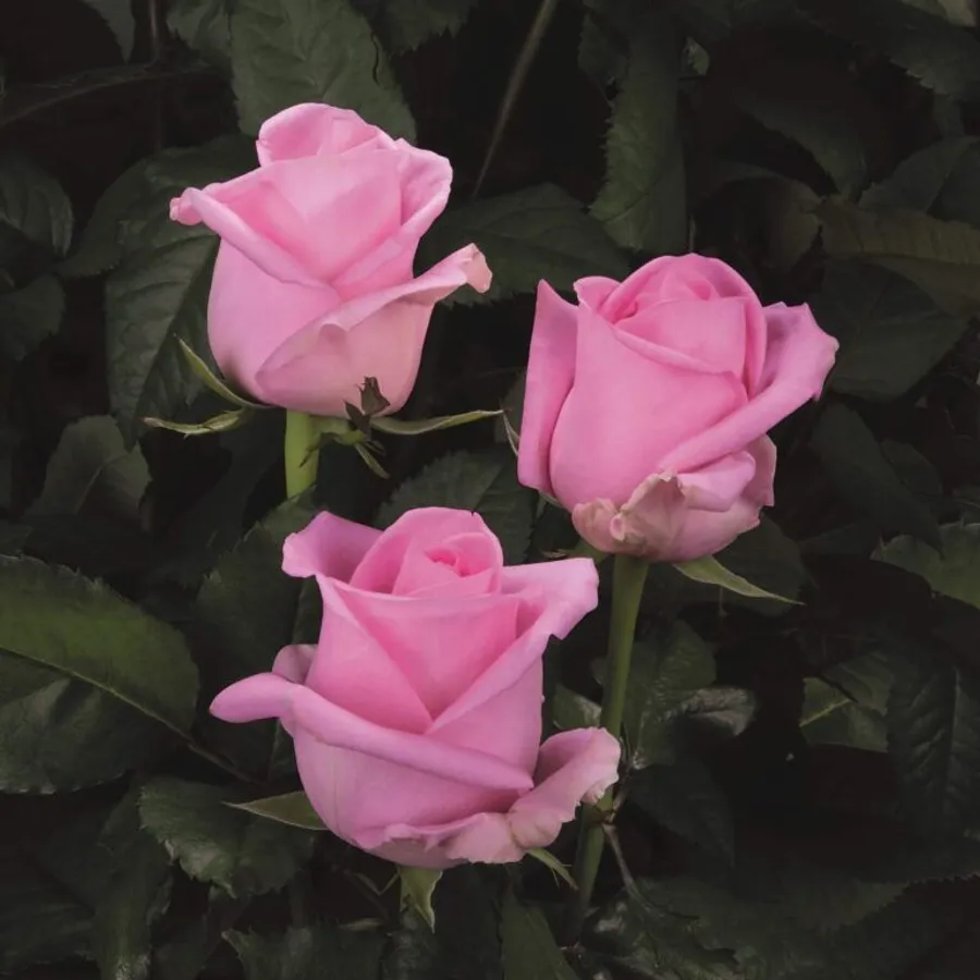 Revival — Pink
