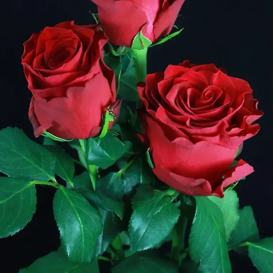 Rhodos — Red